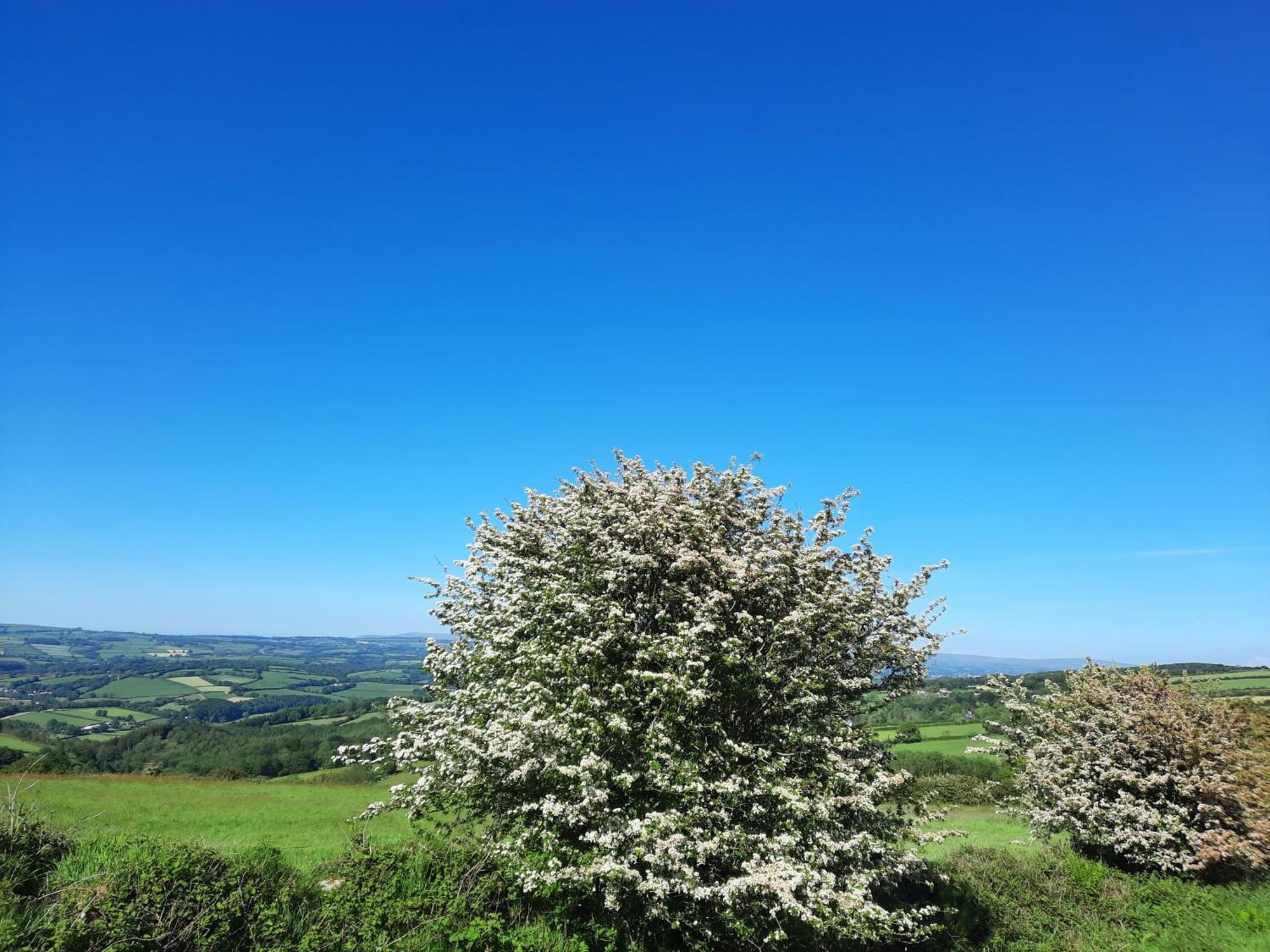 Summit Camping Kit Hill Cornwall Panoramic Views Grass Pitch From 15Pn Or Bella Bell Tent 75Pn Callington Номер фото